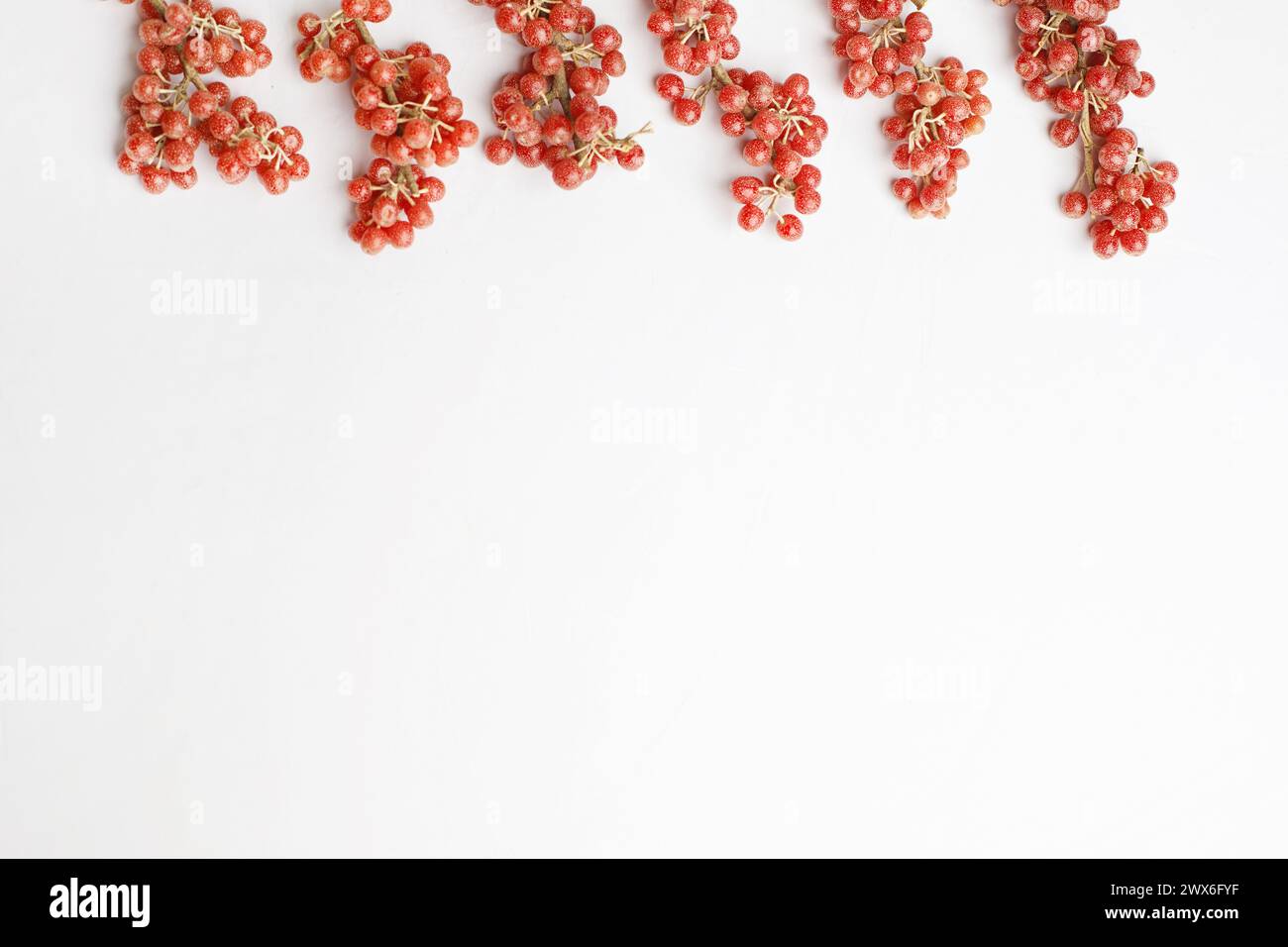 Rote Beeren umrandet auf weißem Hintergrund. Büffelbeere oder Shepherdia Stockfoto