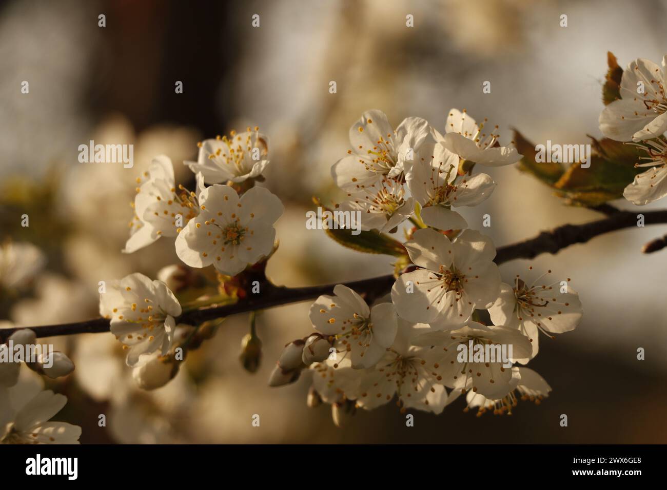 Wilde Kirschblüten im Sonnenlicht Stockfoto