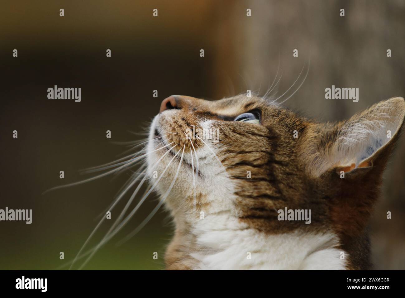 Nahaufnahme einer braunen Tabbykatze, die in den Himmel blickt Stockfoto