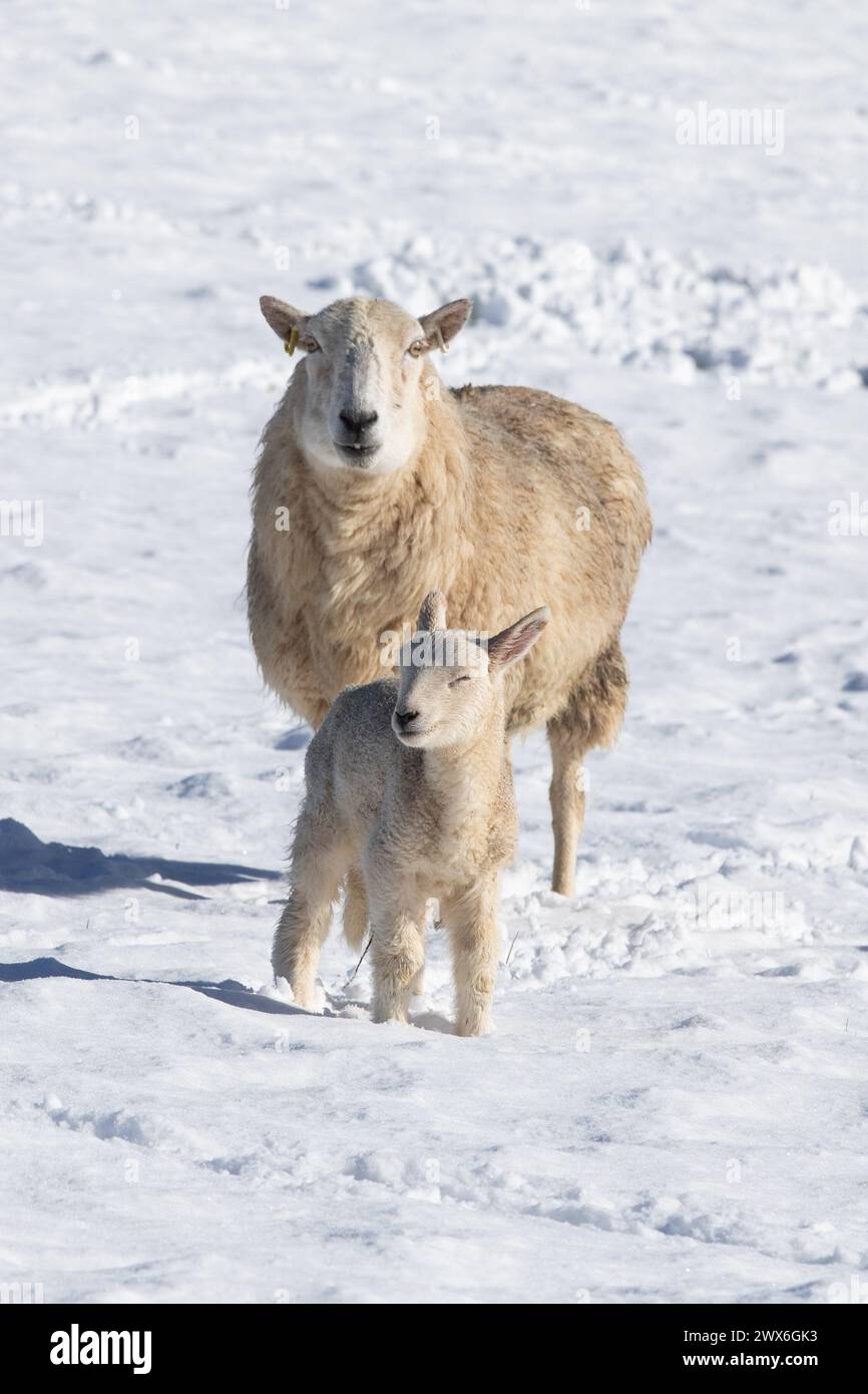 Ceredigion, Wales, Vereinigtes Königreich. 28. März 2024 Wetter in Großbritannien: Ein Schaf und sein Lamm stehen im kalten Schnee bei Tynygraig in der Mitte von Wales, nach nächtlichem Schneefall. Stockfoto