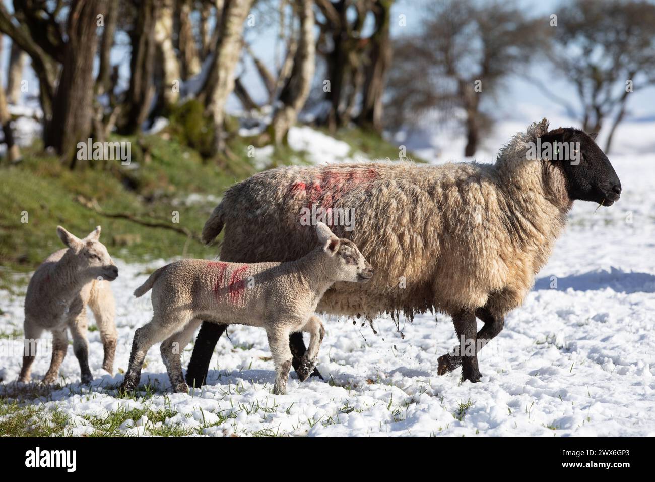 Ceredigion, Wales, Vereinigtes Königreich. 28. März 2024 Wetter in Großbritannien: Ein Schaf und seine Lämmer stehen im kalten Schnee nahe Tynygraig in der Mitte von Wales, nach nächtlichem Schneefall. Stockfoto