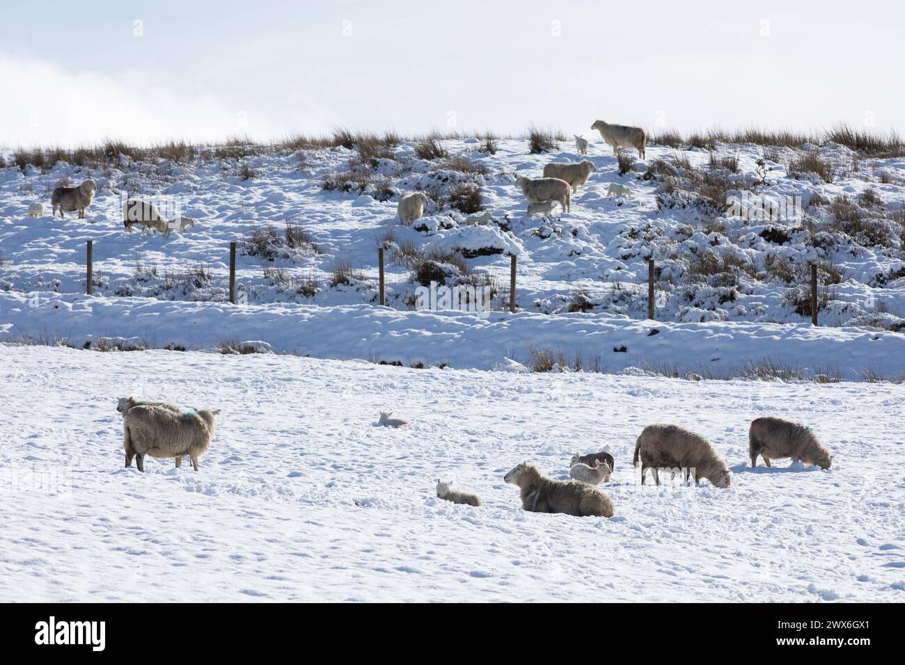 Ceredigion, Wales, Vereinigtes Königreich. 28. März 2024 Wetter in Großbritannien: Schafe mit ihren Lämmern stehen im kalten Schnee nahe Ffair Rhos in der Mitte von Wales, nach nächtlichem Schneefall. Stockfoto