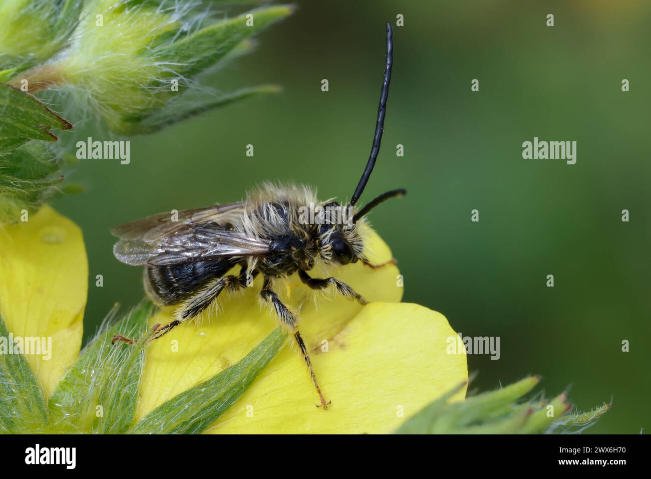 Langhornbiene, Langhorn-Biene, Männchen, Eucera spec., Eucera, Langhörner Biene, männlich, Albanien, Albanien Stockfoto