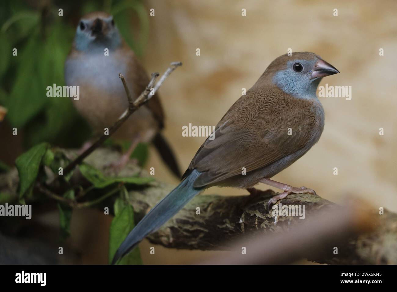 Junge Rotwangen-Rotbacken-Cordon-bleu-finkenvogel Stockfoto