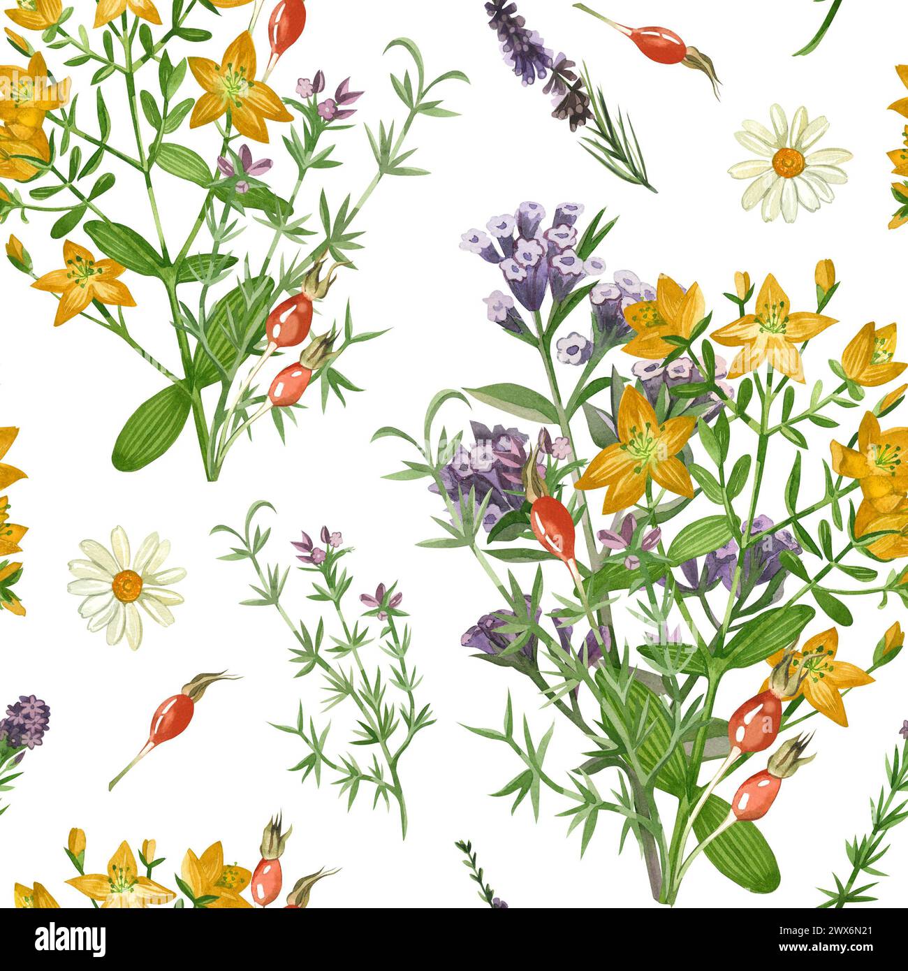Wiesengräser und Blumen. Nahtloses Muster von Echinacea, Lungenkraut, Oregano und Hypericaceae. Alle Elemente sind handbemalt in Aquarell Stockfoto