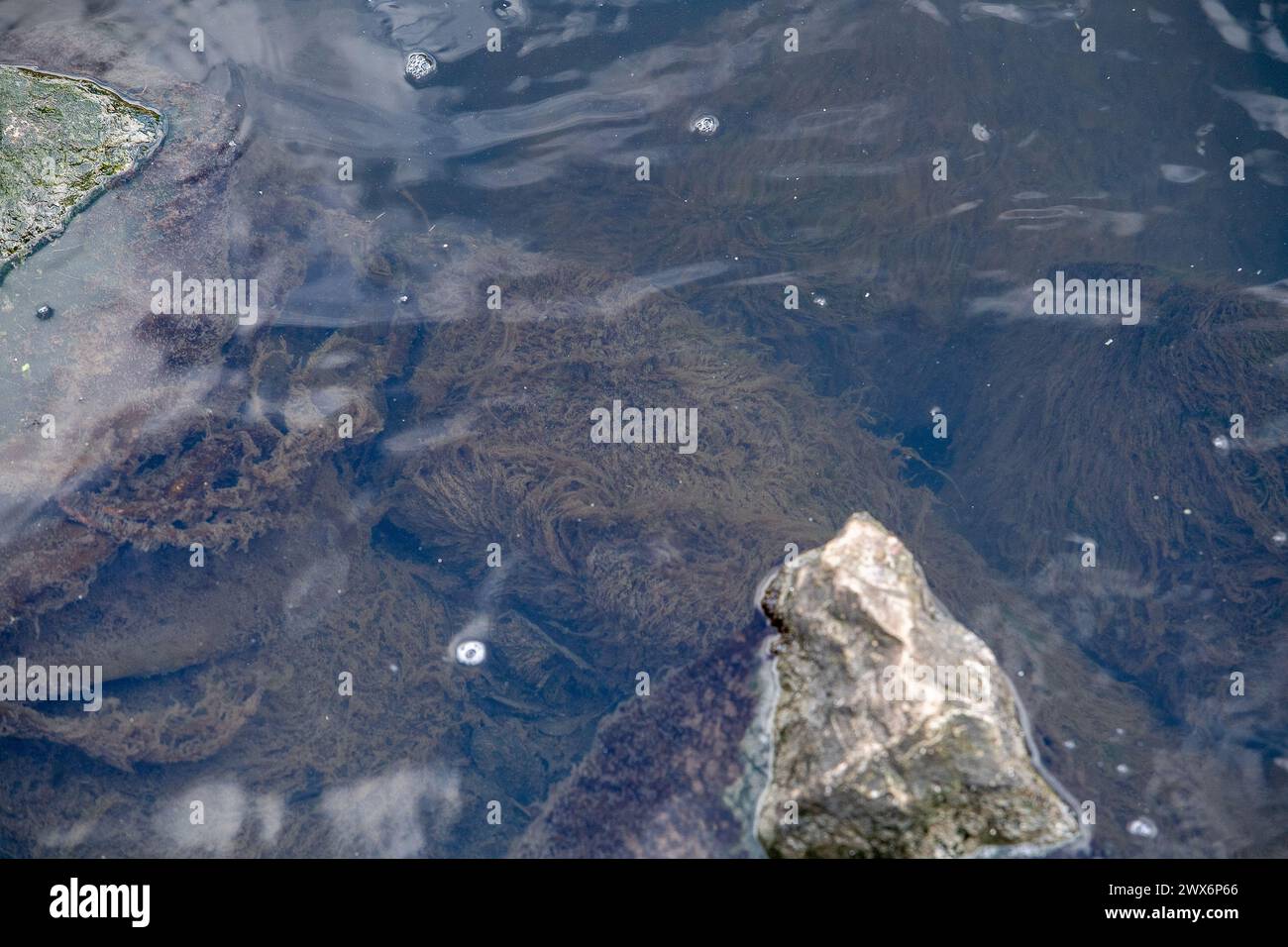 Slough, Berkshire, Großbritannien. März 2024. Klärpilz im Roundmoor-Graben nach zahlreichen Klärstellen aus Slough-Kläranlagen im Roundmoor-Graben in Slough, Berkshire. Die Möglichkeit einer Verstaatlichung von Thames Water hat heute stark zugenommen, da sich die Aktionäre des größten Wasserunternehmens des Vereinigten Königreichs weigern, 500 Millionen Pfund an Soforthilfen bereitzustellen. Der CEO von Thames Water, Chris Weston, hat Berichten zufolge gesagt, dass, wenn bis Ende 2024 keine Finanzierungsinvestitionen gefunden werden können, die Aussicht besteht, dass das Unternehmen in eine Sonderverwaltung übergeht. Quelle: Maureen McLean/Alamy Live News Stockfoto