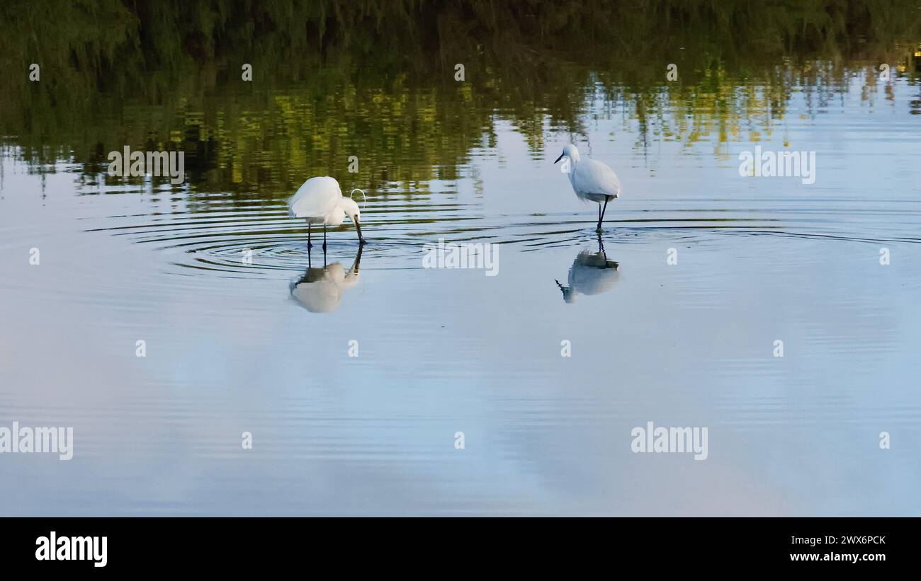Eine wunderschöne Landschaft eines Teichs in den Morgenstunden. Ein paar Reiher suchen sich in einem Teich in der Nähe der Bank. Das klare Wasser reflektiert die Vögel. Stockfoto