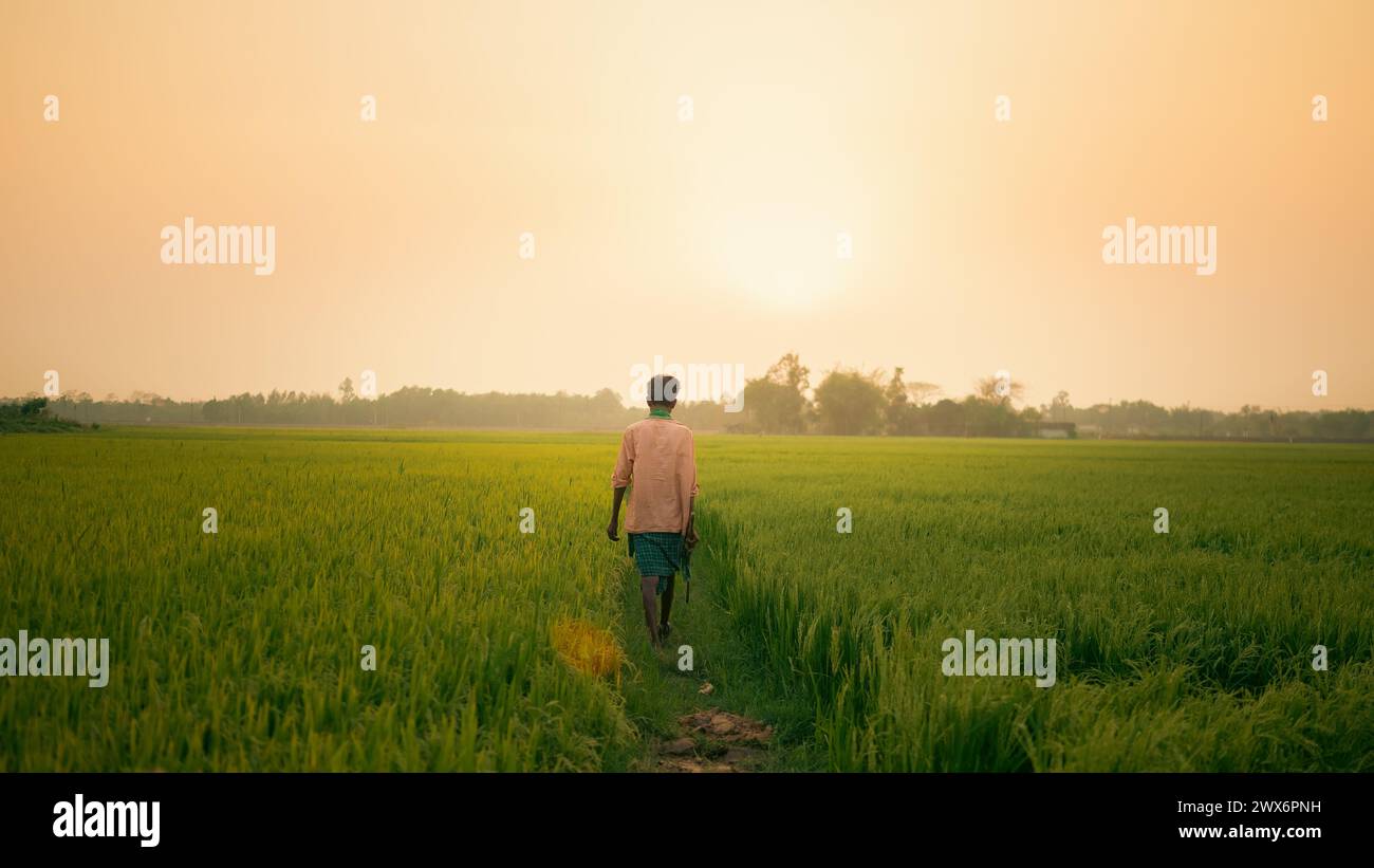 Golden-Hour-Verlockung: Eine einsame Figur durchquert sonnenverwöhnte Reisfelder, getaucht in die ruhige Umarmung des Dämmerlichts. Stockfoto