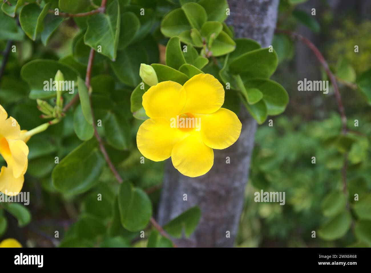 Eine lebendige gelbe Blume, umgeben von üppig grünem Laub, umgeben von den Wäldern der Insel Madeira Stockfoto