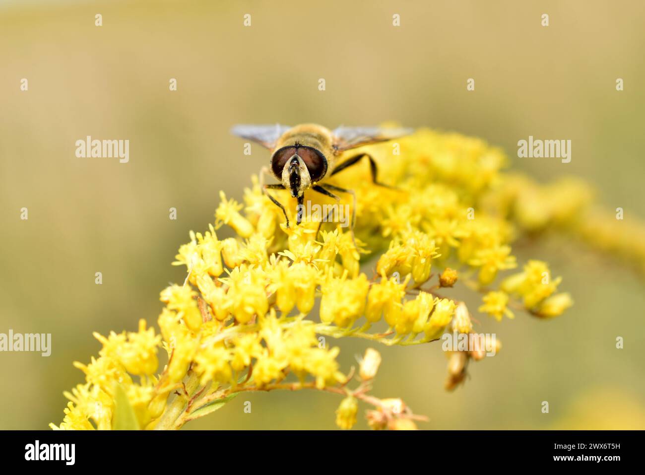 Eine männliche Biene, eine Drohne, wurde von vorne fotografiert, während sie Nektar von einer Blume sammelte. Stockfoto