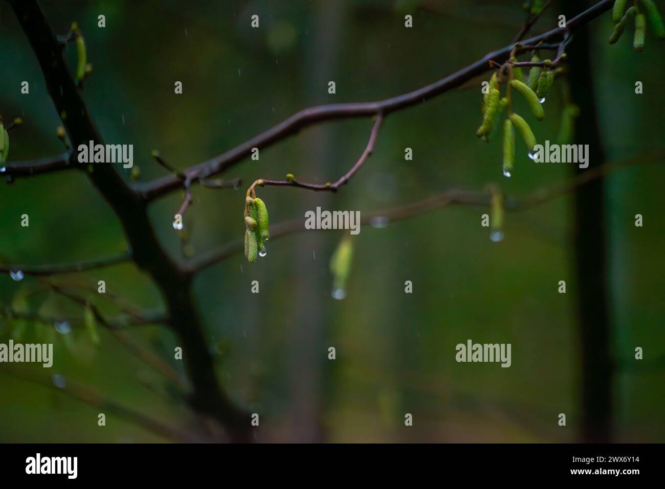 In der Sinfonie der Natur tanzen Blätter und Regentropfen zusammen und schaffen eine ruhige Szene der Glückseligkeit im Freien unter dem sanften Hauch von Regen. Stockfoto