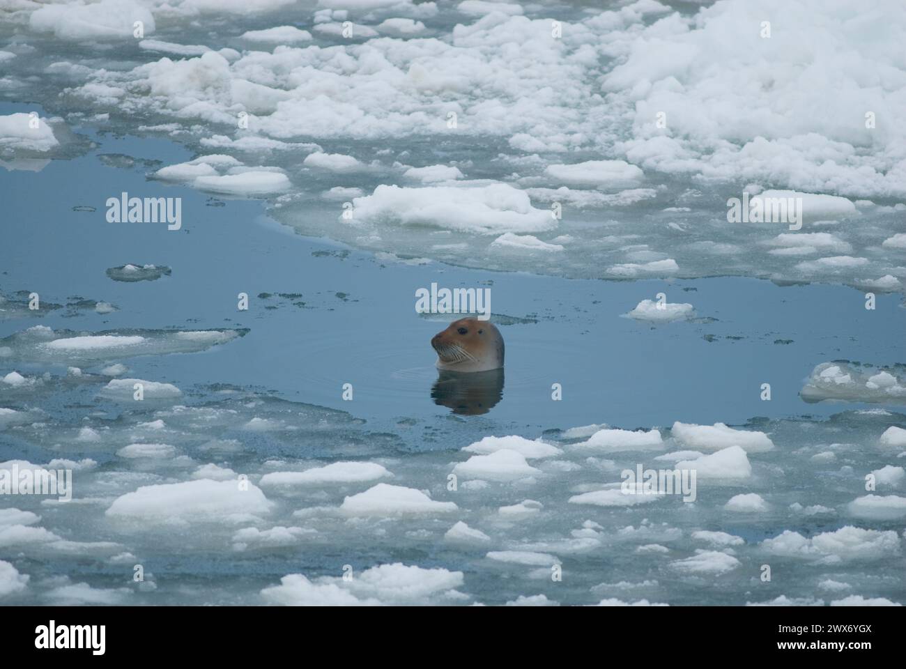 Bärtige Robbe, Erignathus barbatus, neugierige Erwachsene stolpern im Frühling zwischen mehrjährigem Packeis in der Chukchi-See vor der Küste von Barrow, Alaska Stockfoto