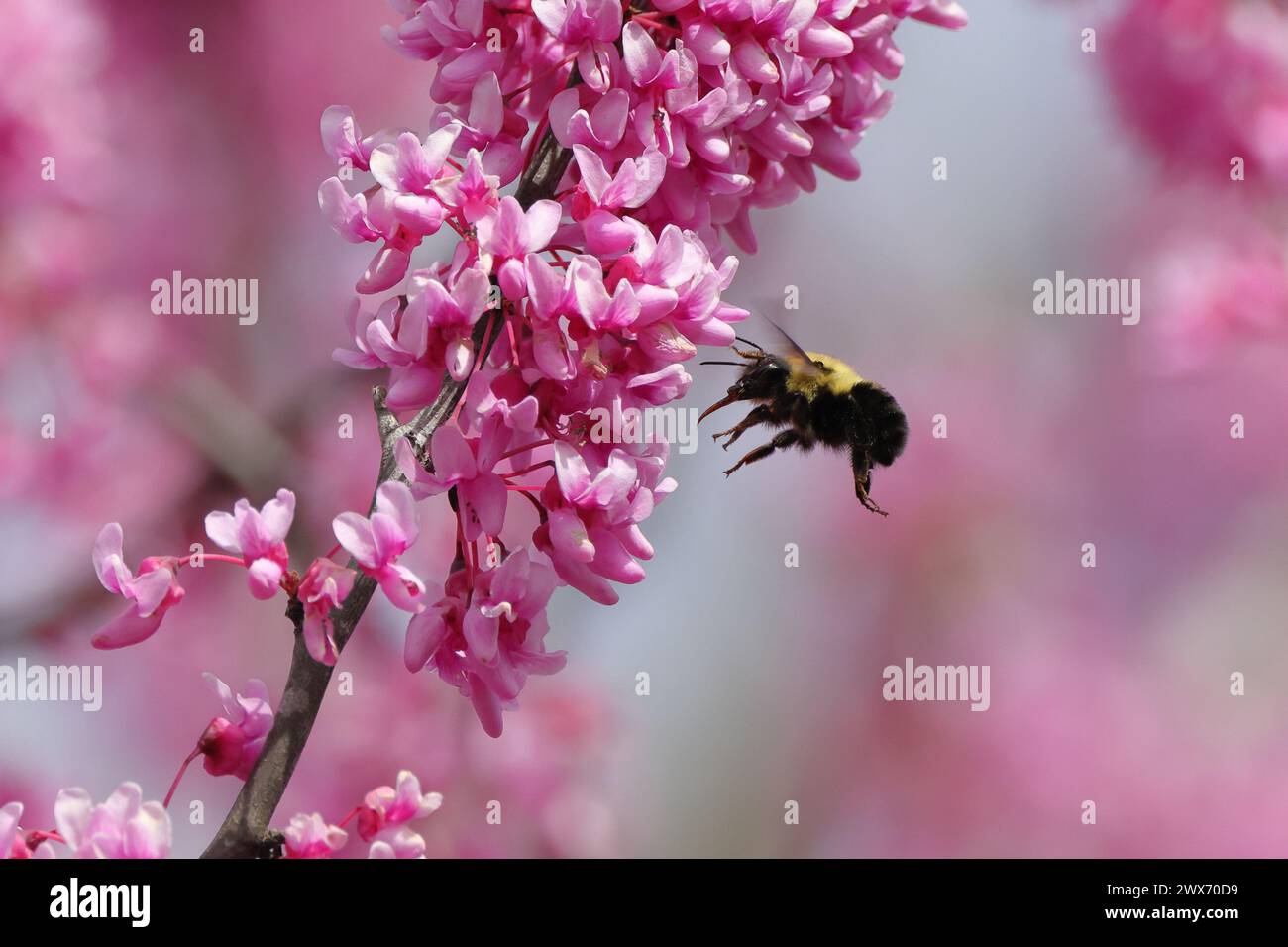 Eine Biene, die über einem blühenden rosafarbenen Busch schwebt Stockfoto