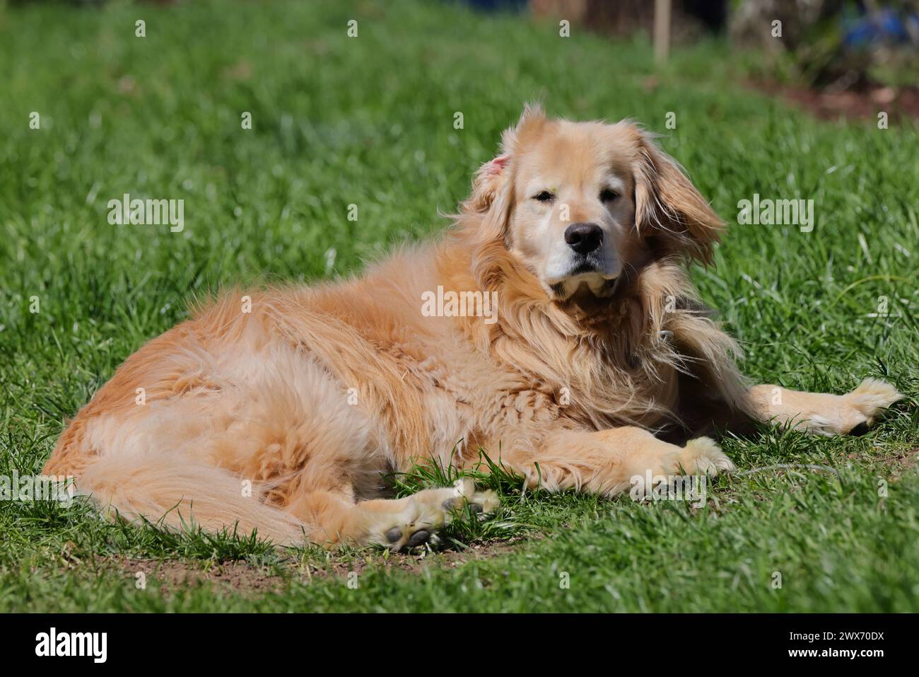 Ein großer Hund ruht an einem Zaun im Gras Stockfoto