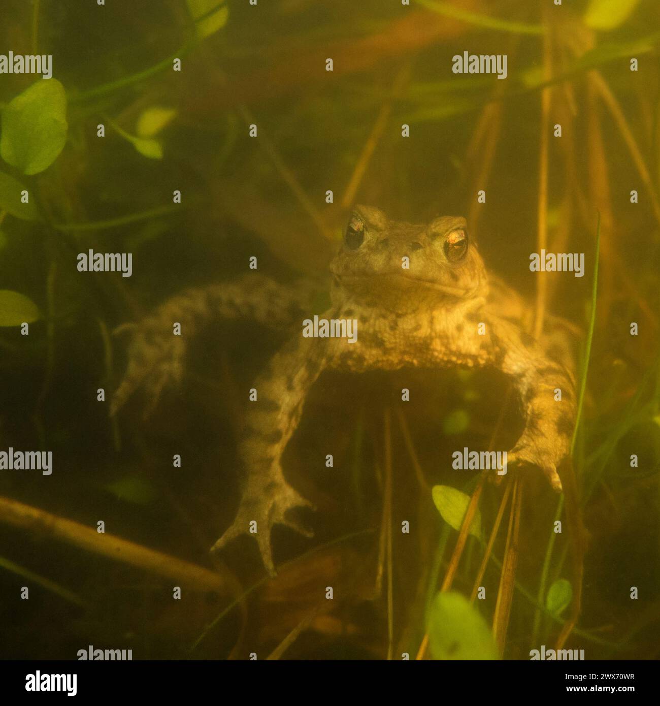 Kröte ( Bufo bufo ) unter Wasser während der Brutsaison, wartet auf ihren Gefährten, Wildtiere, Europa. Stockfoto