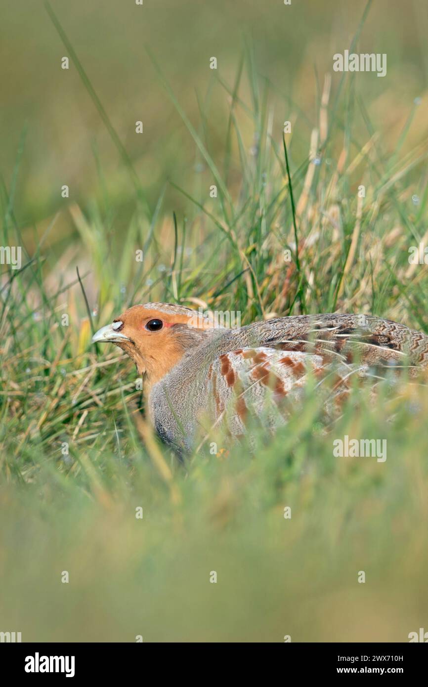 Graue Rebhühner ( Perdix perdix ), sitzend, versteckt auf einer Wiese, seltener Vogel von offenen Feldern und Ackerland, bedroht durch intensive Landwirtschaft, Wildtiere Europa. Stockfoto