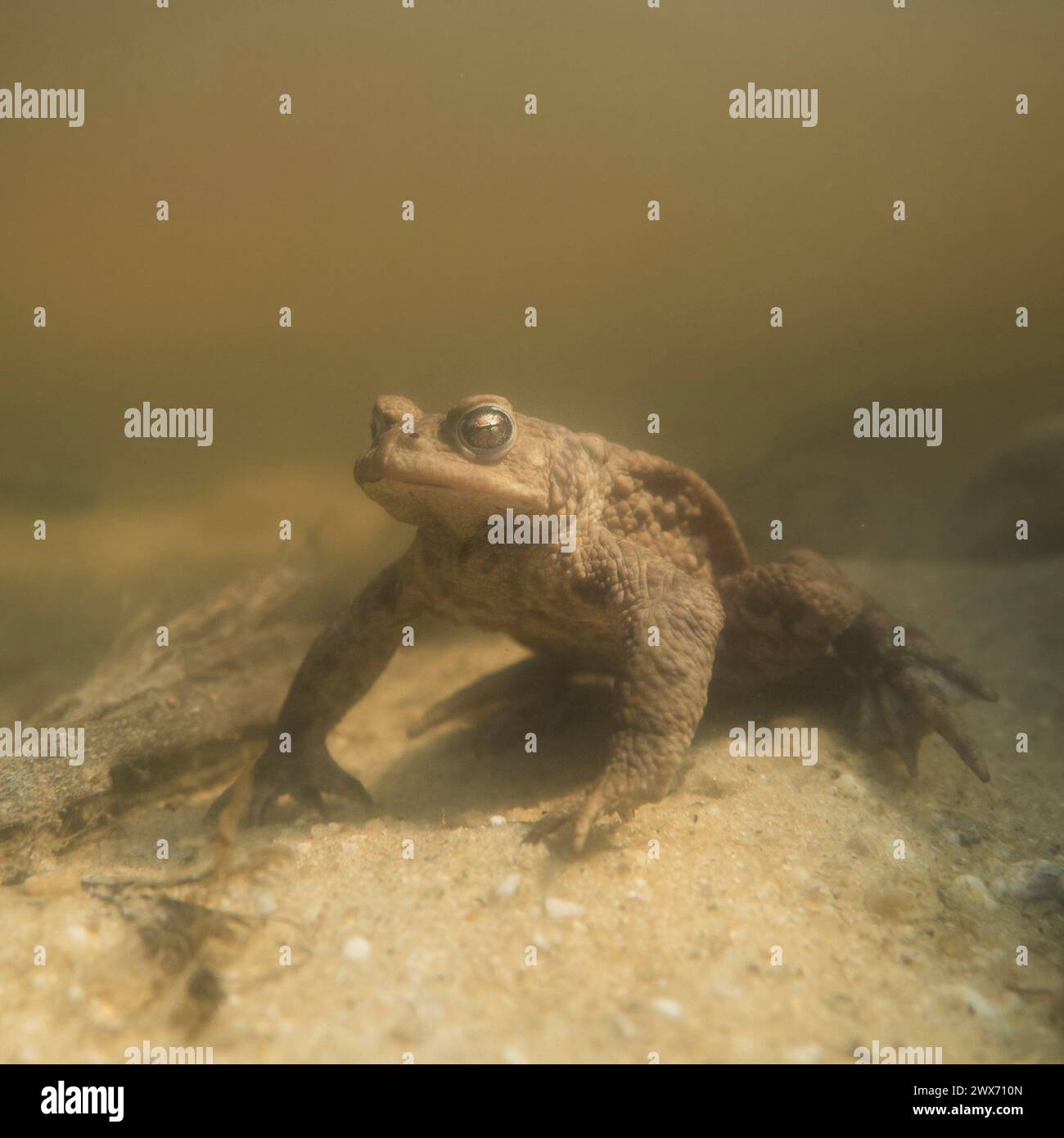 Gemeine Kröte ( Bufo bufo ) unter Wasser während der Laichzeit, sitzt auf dem Boden eines kleinen Teiches, wartet auf eine Weibchen, Wildtiere, Europa. Stockfoto