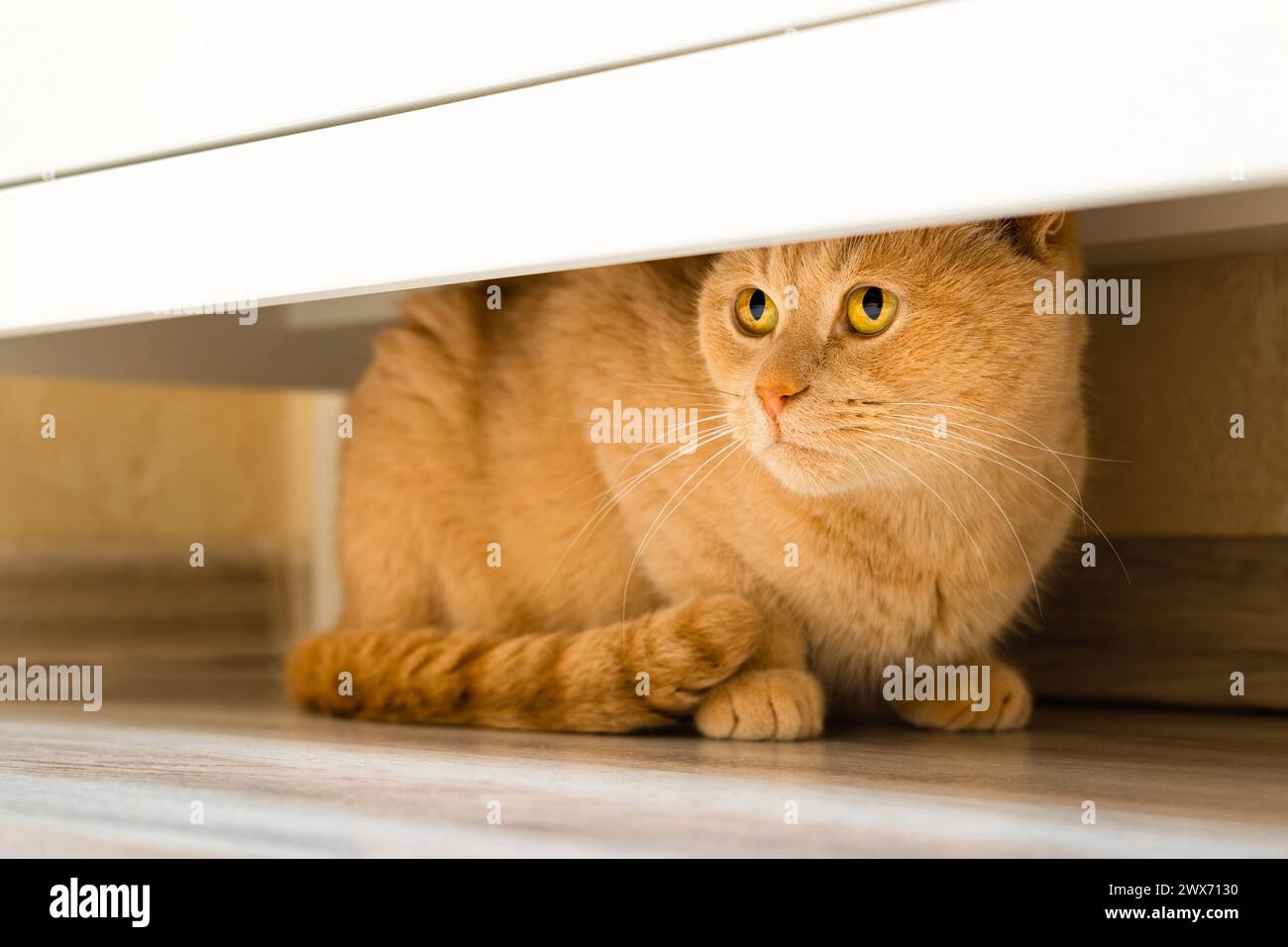 Die Katze versteckt sich unter dem Schrank vor Menschen. Stockfoto