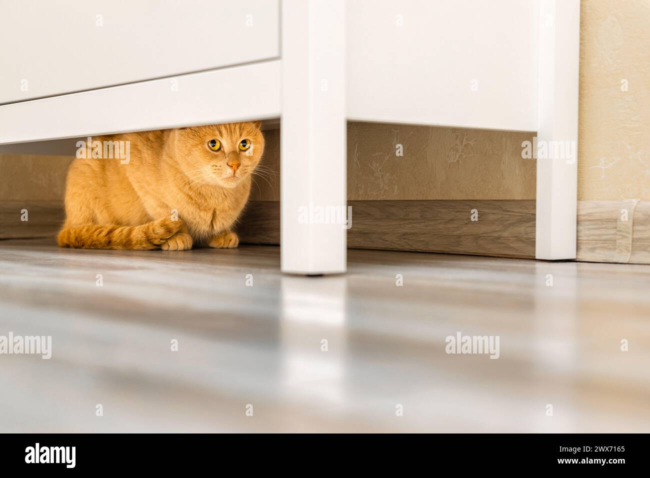 Die Katze versteckt sich unter dem Schrank vor Menschen Stockfoto