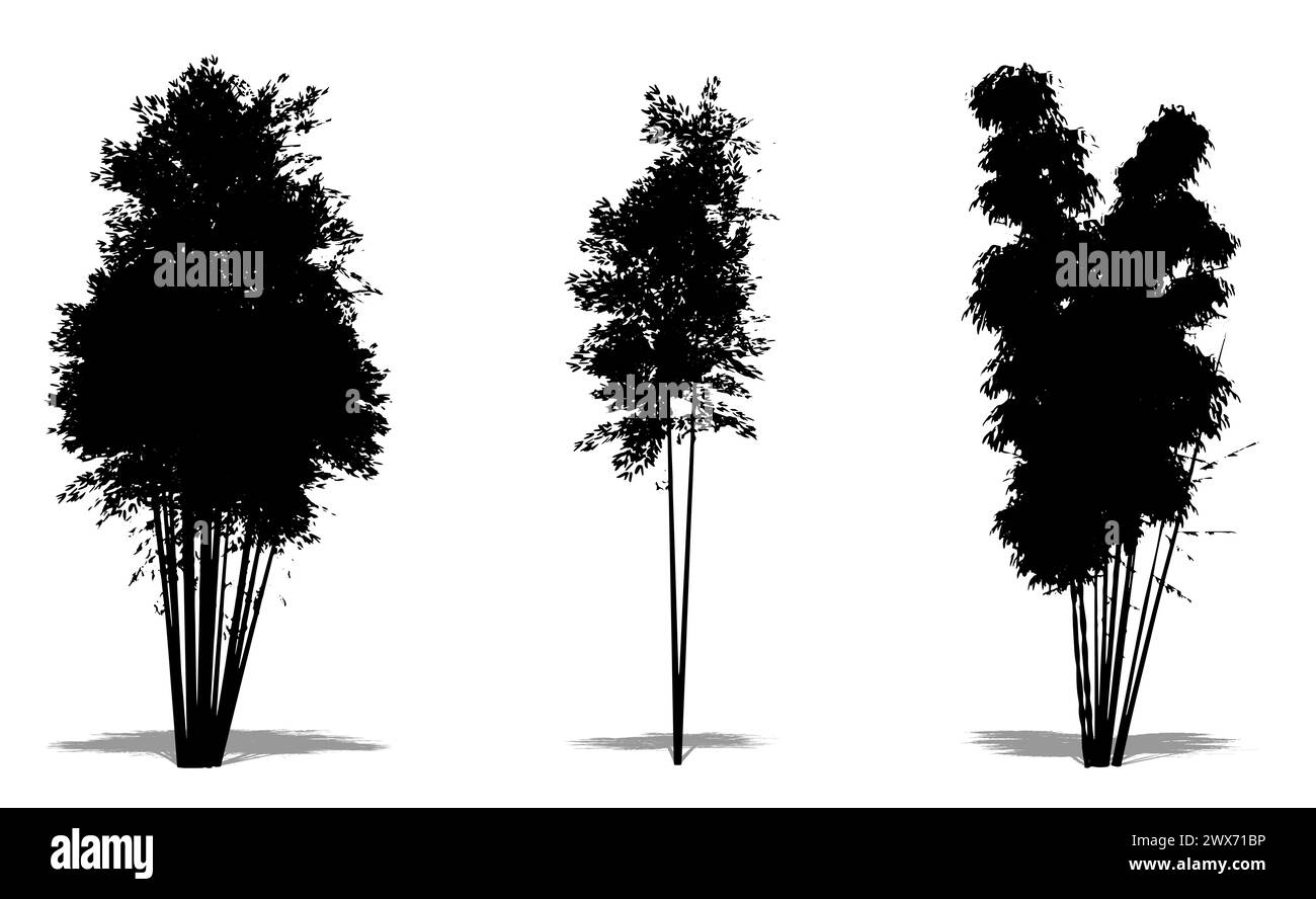 Set oder Sammlung von Bambusbäumen als schwarze Silhouette auf weißem Hintergrund. Konzept oder konzeptionelle 3D-Illustration für Natur, Planet, Ökologie und Kontra Stockfoto