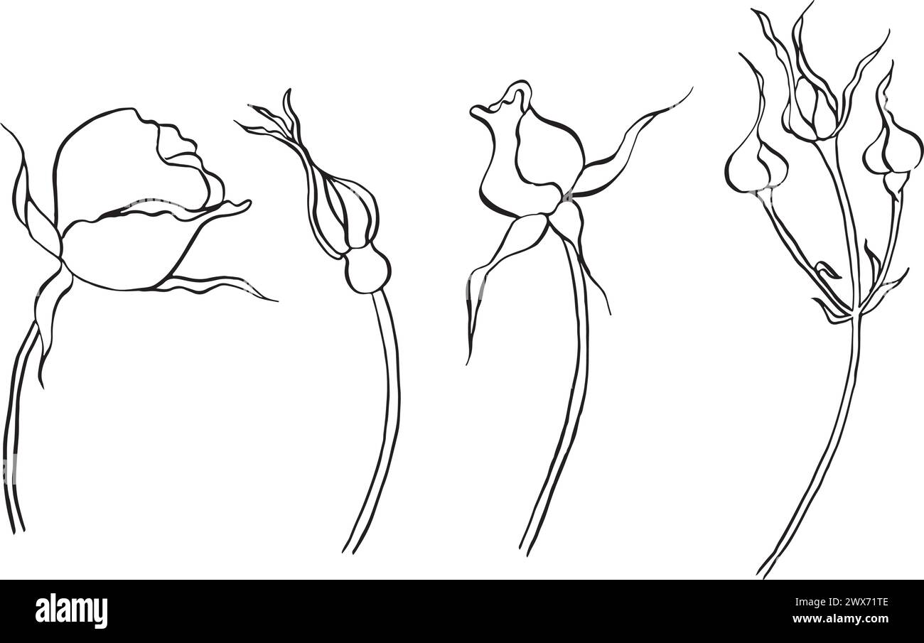 Rosenhüftblüten mit Blättern. Vektor Hand gezeichnete florale Illustration mit wilder Rosenblüte im Linienkunststil. Skizzieren Sie in Schwarz-weiß-Farben auf Stock Vektor
