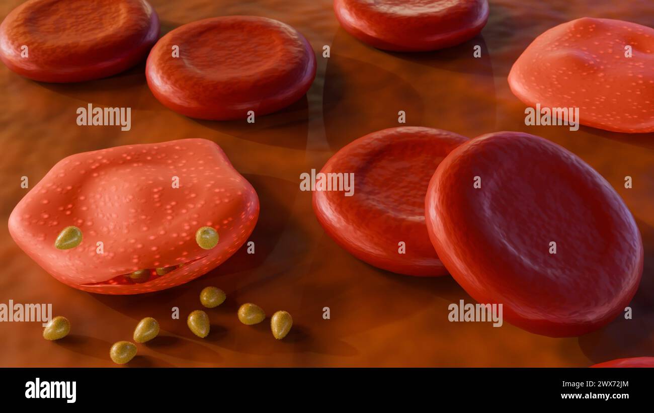 Merozoiten dringen in rote Blutkörperchen ein, entwickeln sich und vermehren sich Stockfoto