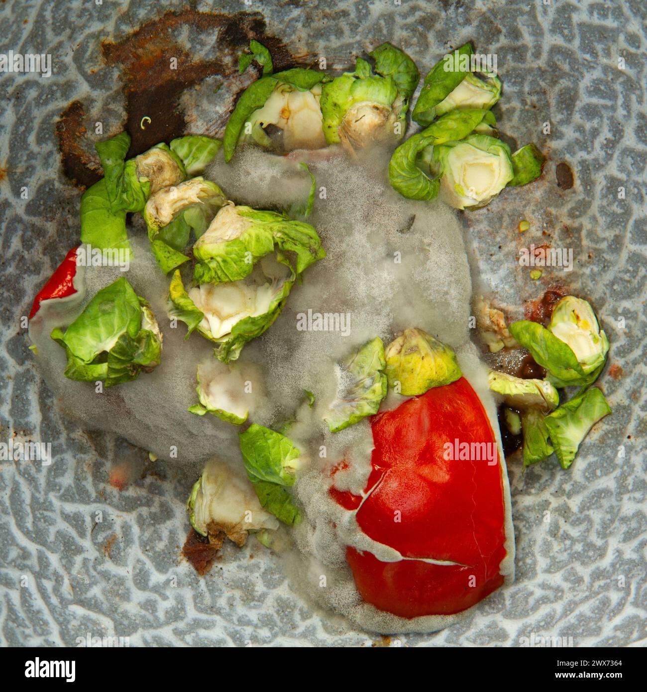 Schimmelige Überreste von Rosenkohl und Tomaten in einer rostigen emaillierten Schüssel, Nahaufnahme. Stockfoto