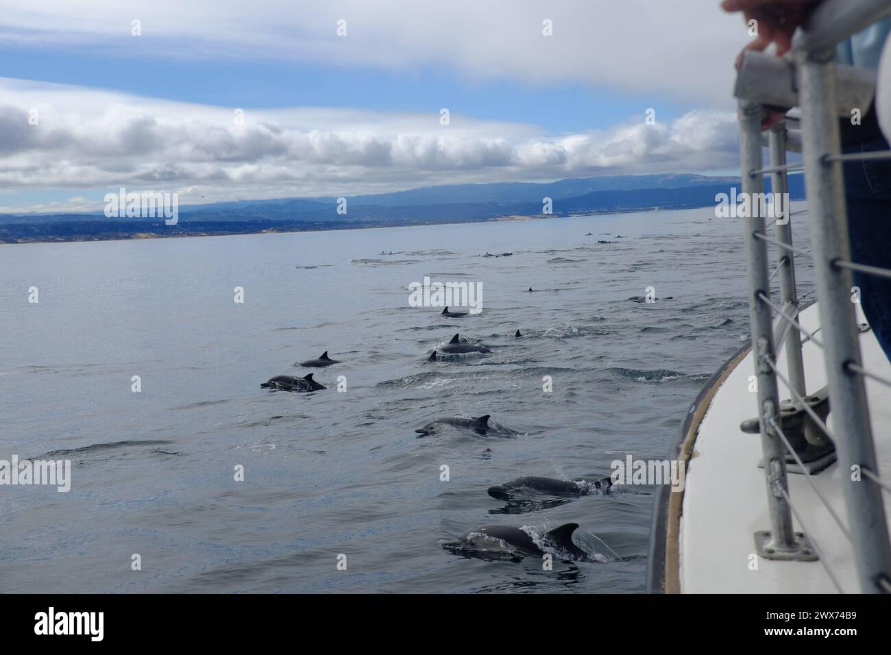 Eine Bootsfahrt in der Nähe von Monterey CA - Wal- und Delfinbeobachtung Stockfoto