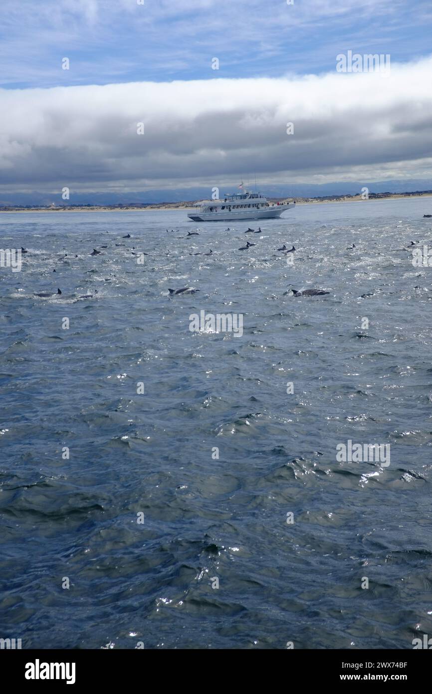 Eine Bootsfahrt in der Nähe von Monterey CA - Wal- und Delfinbeobachtung Stockfoto