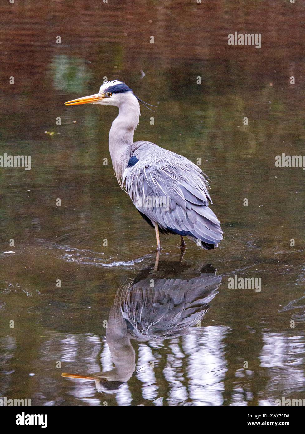 Dundee, Tayside, Schottland, Großbritannien. März 2024. Wetter in Großbritannien: Stürmischer Wind und sehr kalter Frühlingsmorgen mit fantastischen Fotos eines Graureihers im Dundee Caird Park, der während der Froschpaarungszeit nach Nahrung sucht. Quelle: Dundee Photographics/Alamy Live News Stockfoto