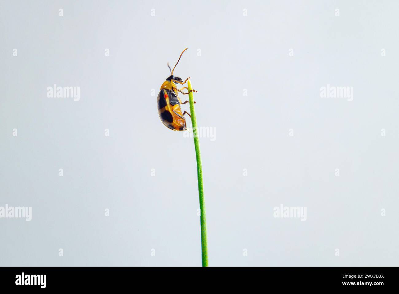 GOIANIA GOIAS BRASILIEN - 27. MÄRZ 2024: Ein kleiner Käfer auf einem Schnittlauchblatt. Cerotoma ruficollis Stockfoto