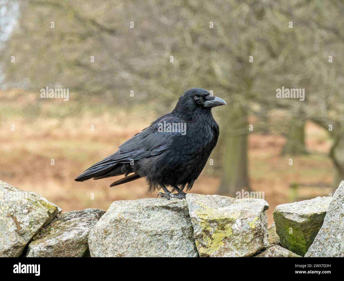 Ein schwarzer Rabe (Corvus Corax), auch bekannt als Northern Raven, steht auf einer Steinmauer in England, Großbritannien Stockfoto