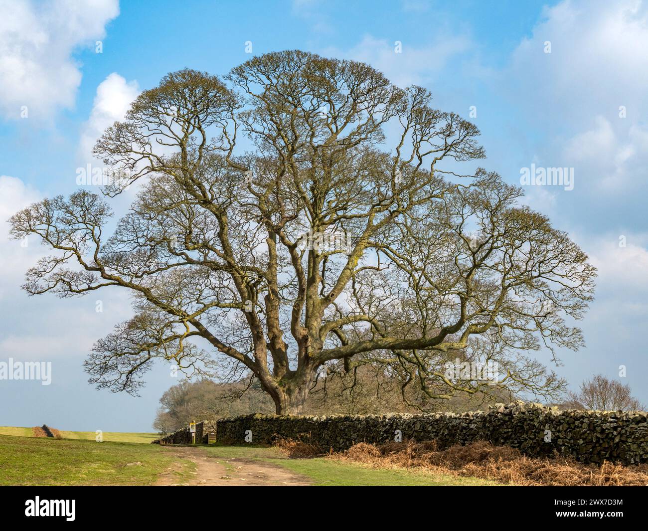 Großer, blattloser Baum mit weitläufigen Ästen neben einem ländlichen Pfad, Steinmauer und klarem blauem Himmel im Frühling, Bradgate Park, Leicestershire, England, Großbritannien Stockfoto