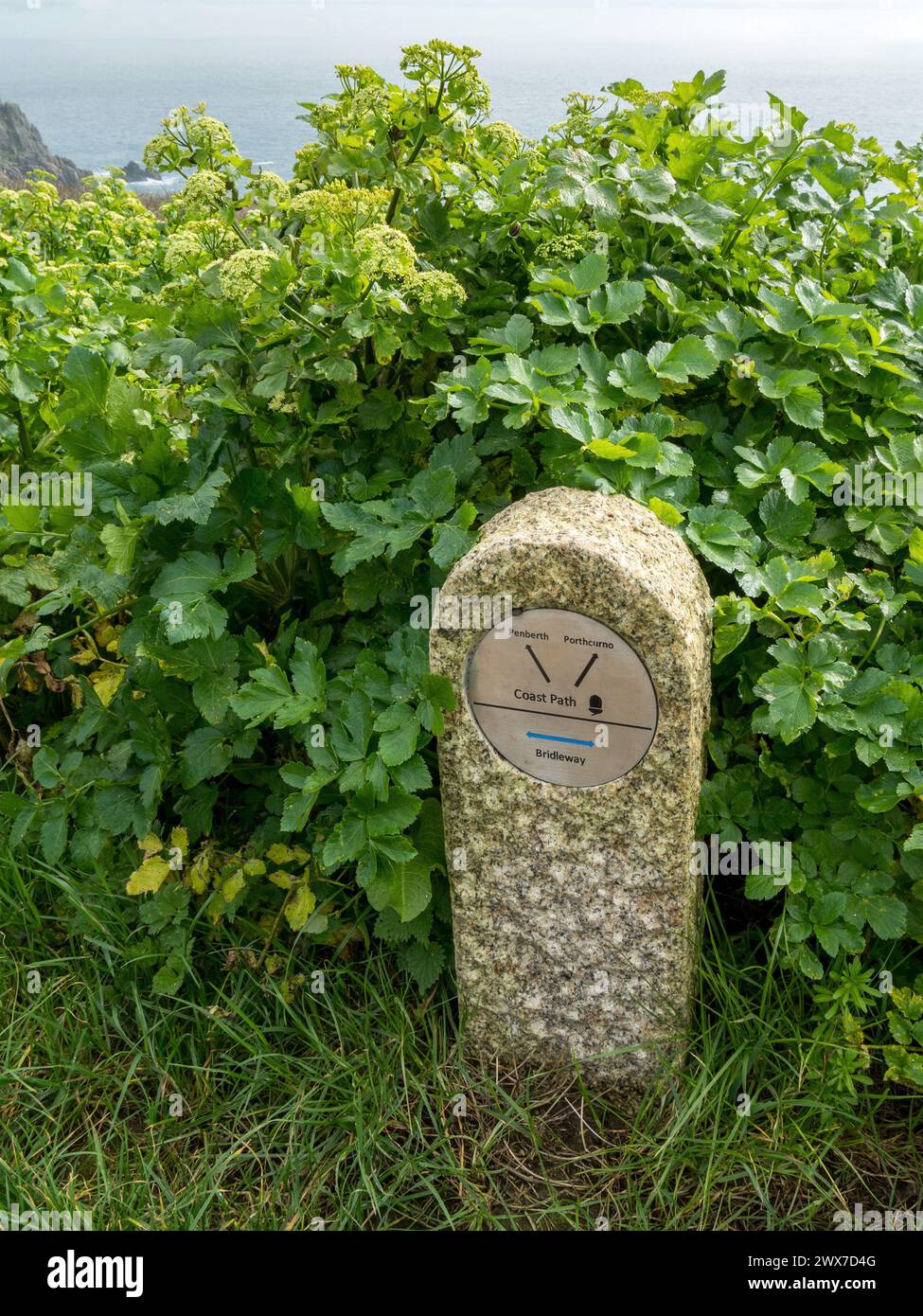 Alexanders Horse Petersilie (Smyrnium olusatrum) wächst in Granitstein Cornish Coastal Path Wegmarkierung zwischen Penberth und Porthcurno, Cornwall, Großbritannien Stockfoto