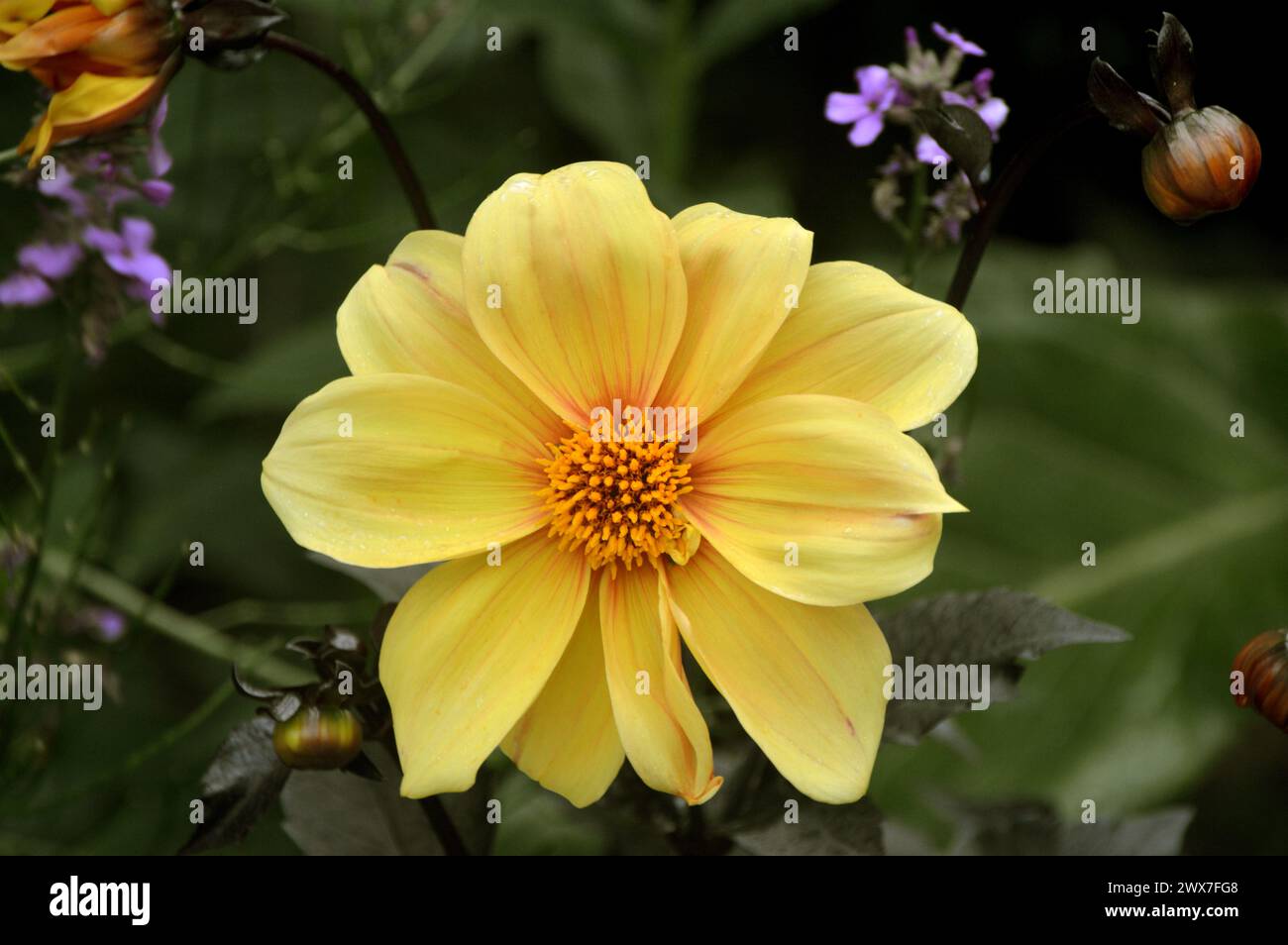 Einzelne gelbe Dahlia „Hadrian's Sunlight“ Blume, die in den Borders im RHS Garden Harlow Carr, Harrogate, Yorkshire, England, Großbritannien angebaut wird Stockfoto
