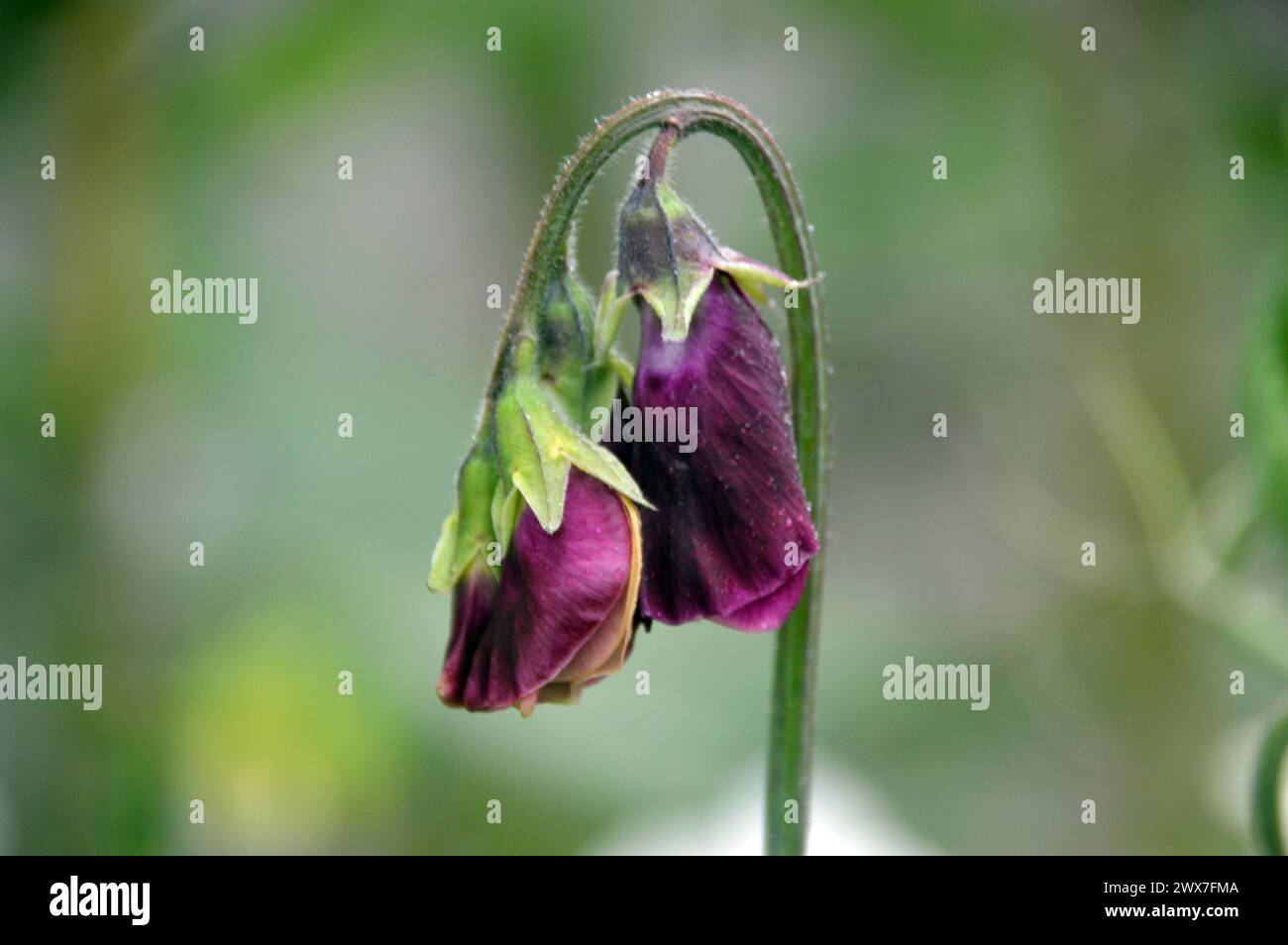 Tiefes/dunkles Kastanienbraun Sweet Pea (Lathyrus Odoratus) „Fast Black“ Blumen, die in den Borders bei RHS Garden Harlow Carr, Harrogate, Yorkshire, England, UK angebaut werden Stockfoto