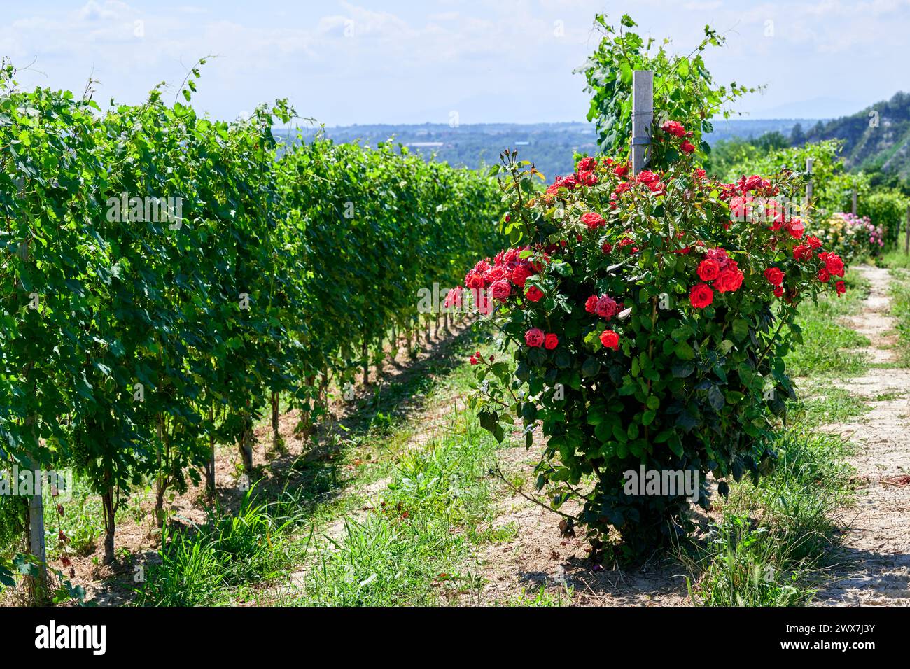 Frische Weinberge auf den Langhe Hügeln, in den Dörfern nahe der Stadt Barolo, Piemont, Italien an einem klaren Julitag. Grüne Rebreihen mit Bündel Stockfoto