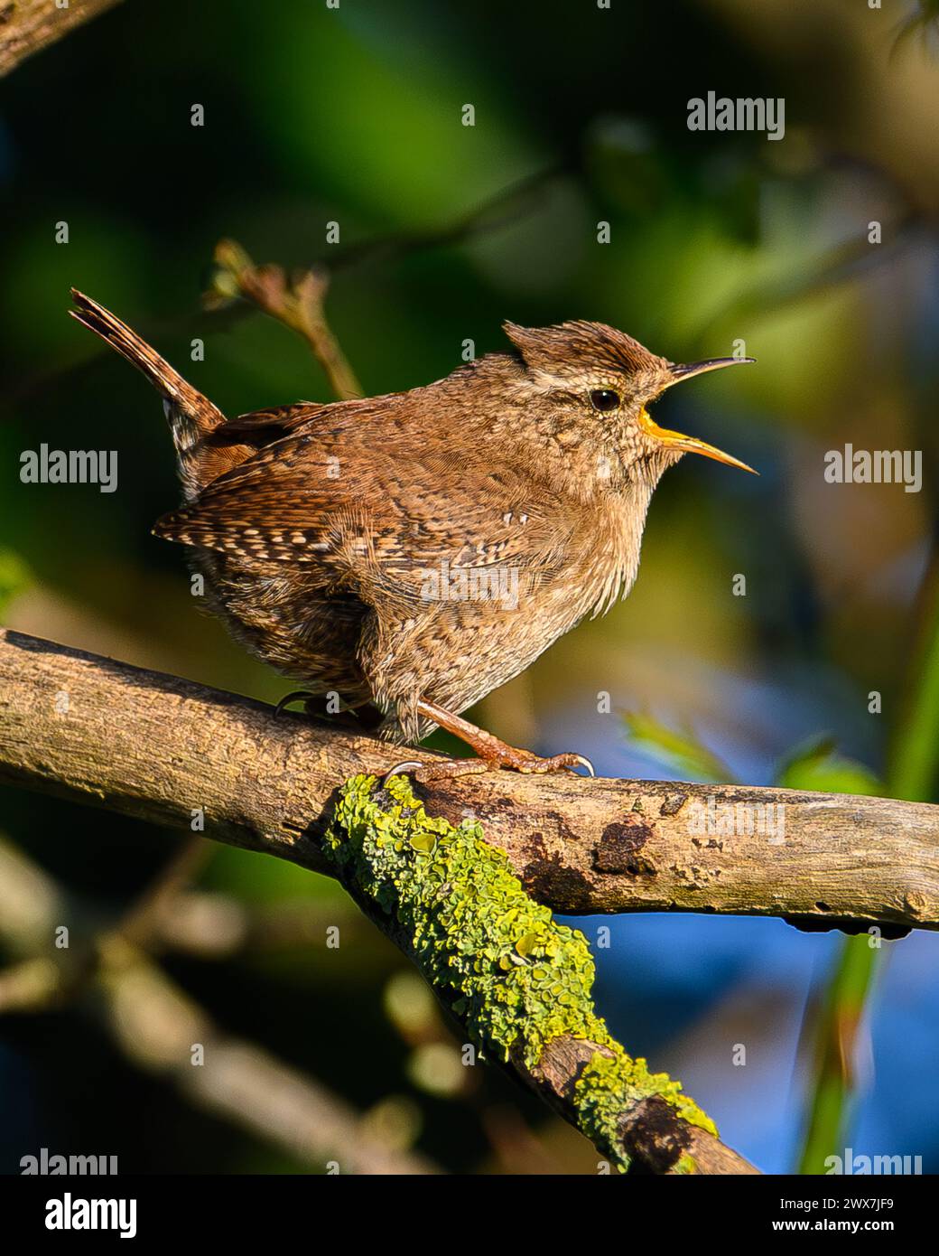 Wren Bird Stockfoto