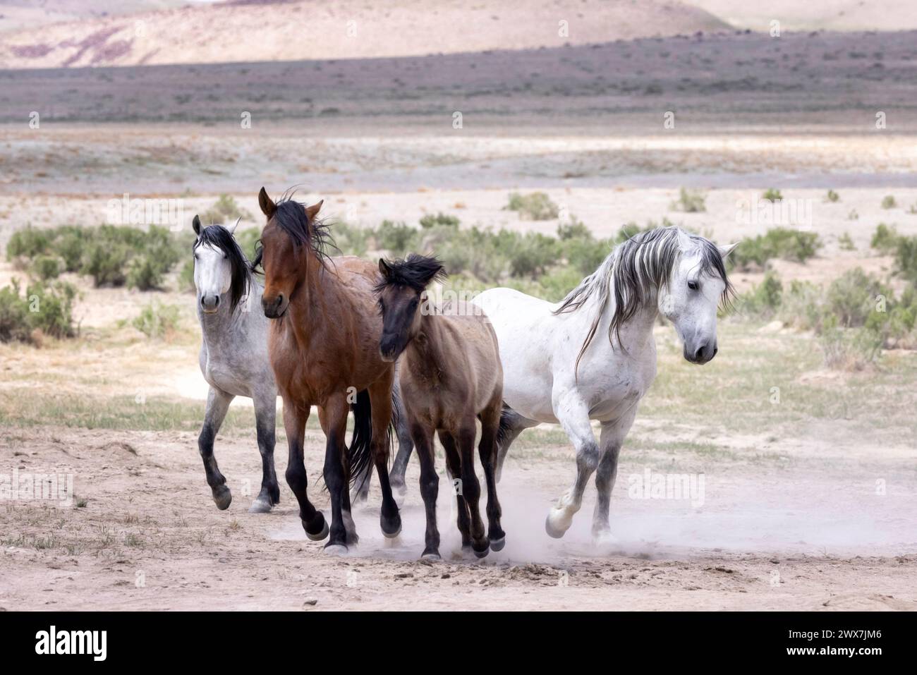 Die Wildpferdeherde des Onaqui Mountain hat eine leichte bis mittelschwere Struktur und ist in Farben wie Sauerampfer, roan, Buchleder, Schwarz, Palomino, und grau. Stockfoto