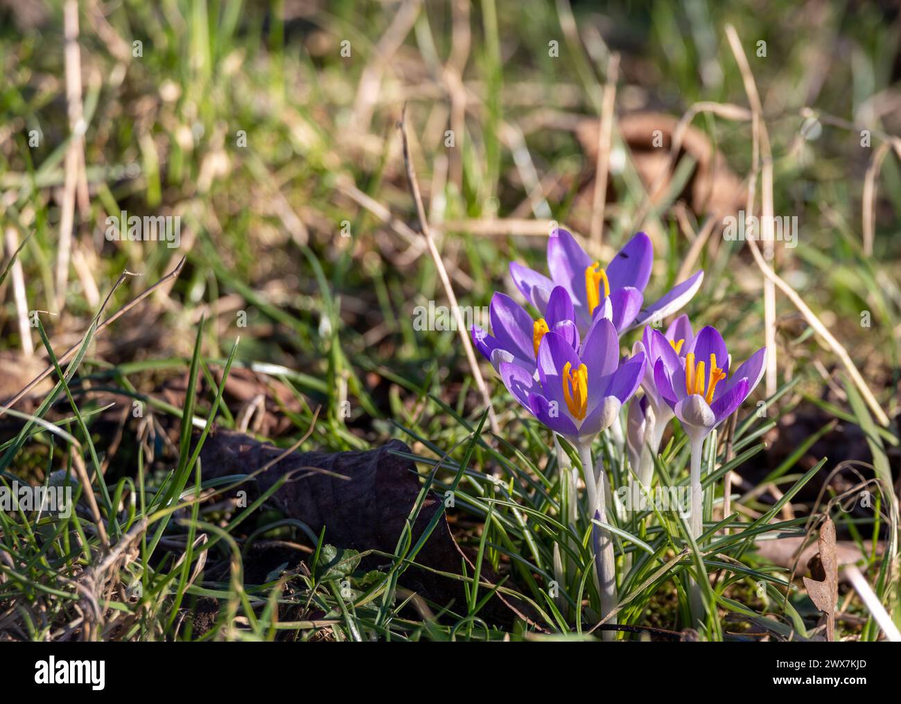 Frühlingskrokusblüten im Wald. Anfang Frühling. Stockfoto