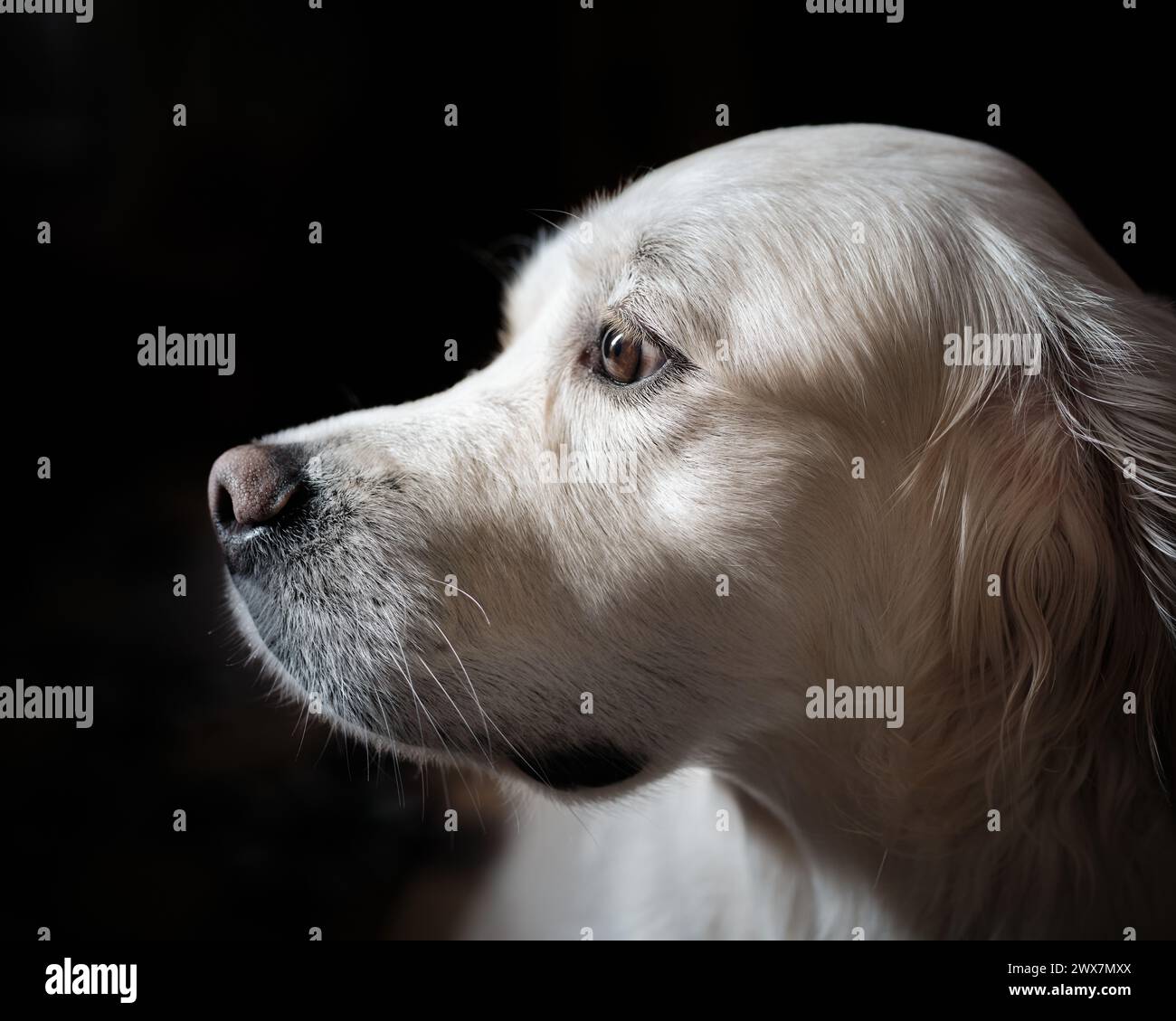 Welpen-Augen Stockfoto