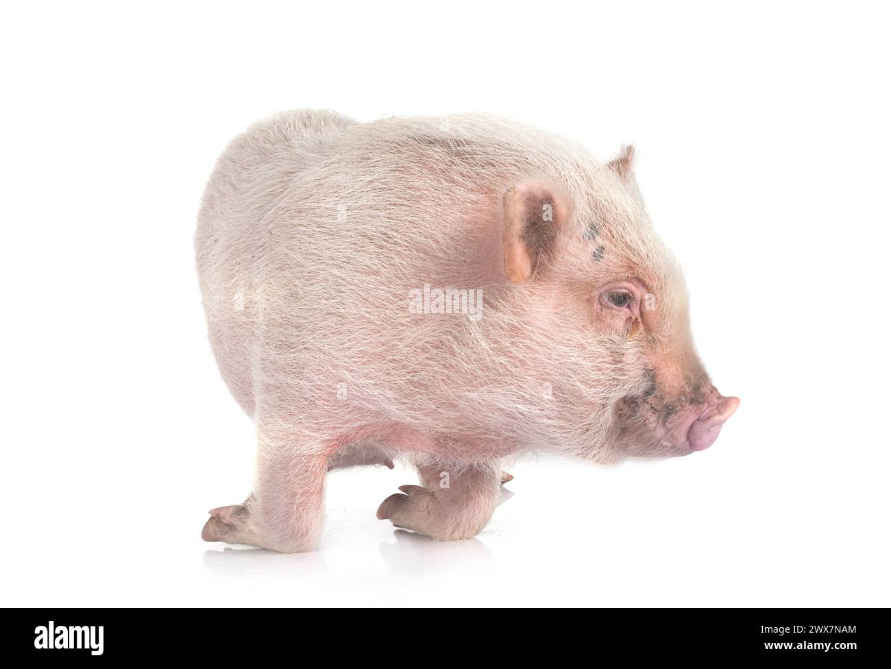 Rosafarbenes Miniaturschwein vor weißem Hintergrund Stockfoto