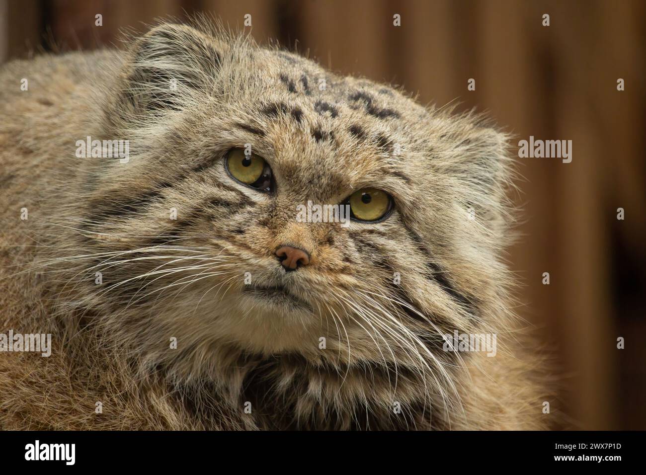 Porträt-Manul-Katze pallas Katze. Gesicht wilde Nad undomestic asiatische Katze. Kleine Beute vom Berg. Stockfoto