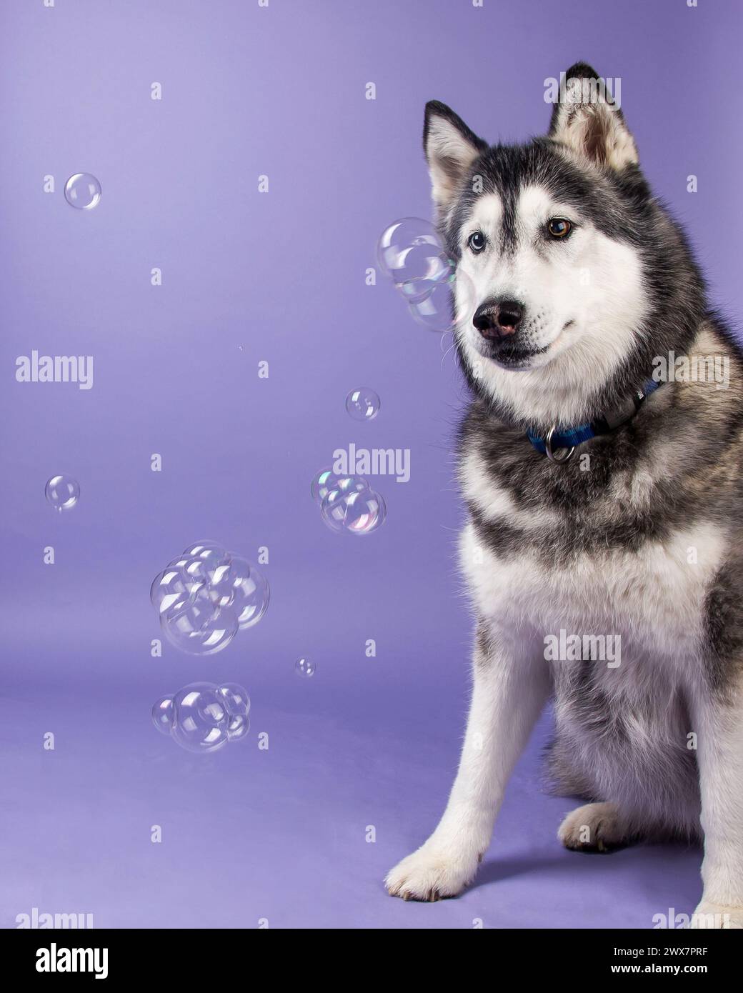 Ein schwarz-weißer sibirischer Husky auf einem lila Hintergrund, der mit Blasen spielt. Stockfoto