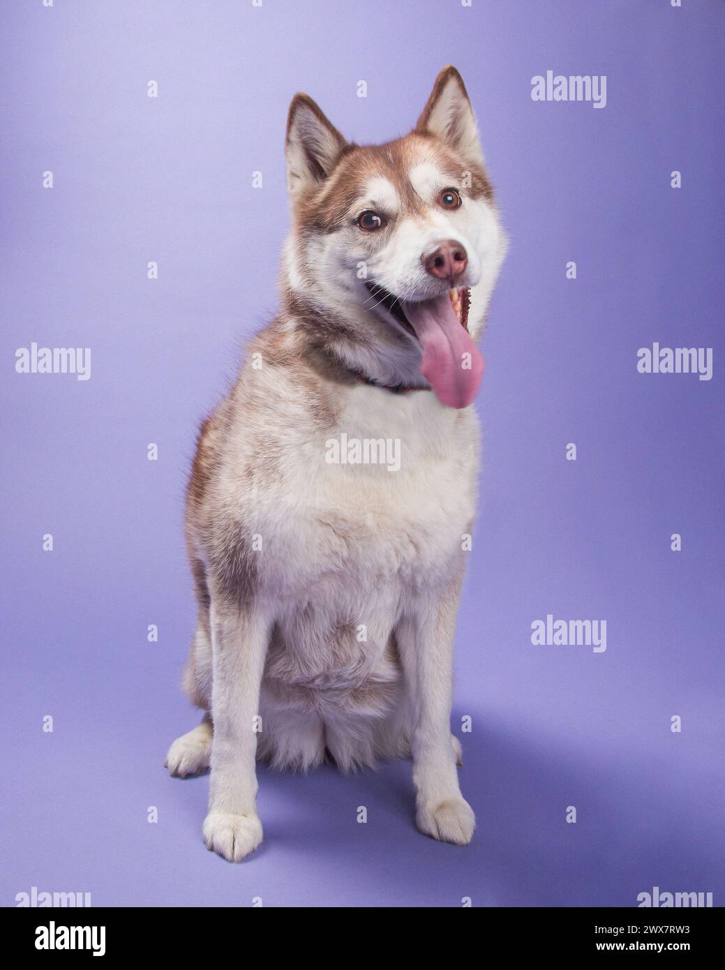 Ein bernsteinfarbenes sibirisches Husky-Weibchen mit hellbraunen Augen auf Lavendelhintergrund in einem Atelierporträt. Stockfoto