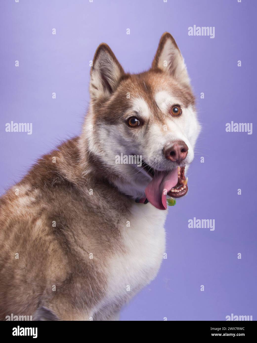 Ein bernsteinfarbenes sibirisches Husky-Weibchen mit hellbraunen Augen auf Lavendelhintergrund in einem Atelierporträt. Stockfoto