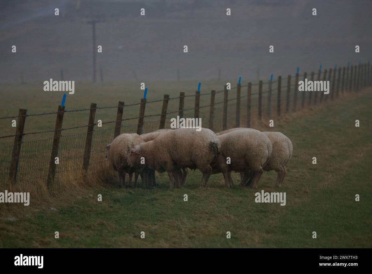 Schafe, die sich im Hagelsturm auf den Orkney-Inseln zusammenschlossen Stockfoto