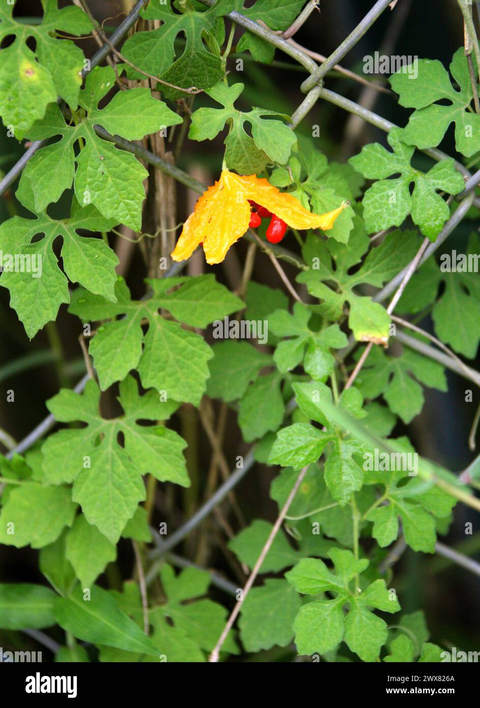 Bitter Melone, Balsambirne, Bitter Apfel, Bitter Gourd, Bitter Kürbis, Momordica charantia, Cucurbitaceae. Costa Rica. Stockfoto