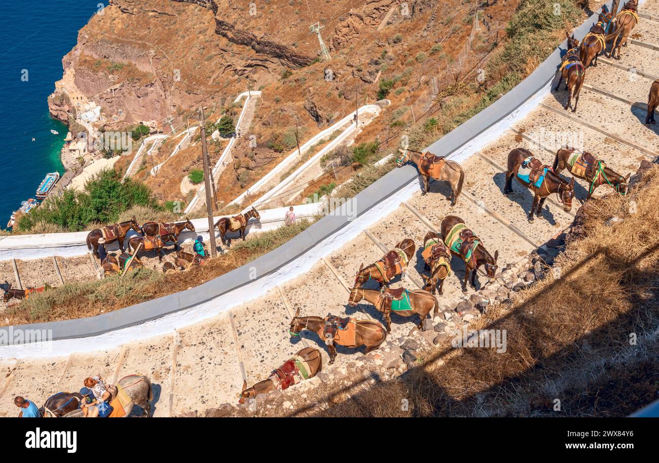 Die Esel von Santorin tragen Touristen auf den steilen, gewundenen Pfaden, die von der Stadt hinunter zum Hafen führen. Stockfoto