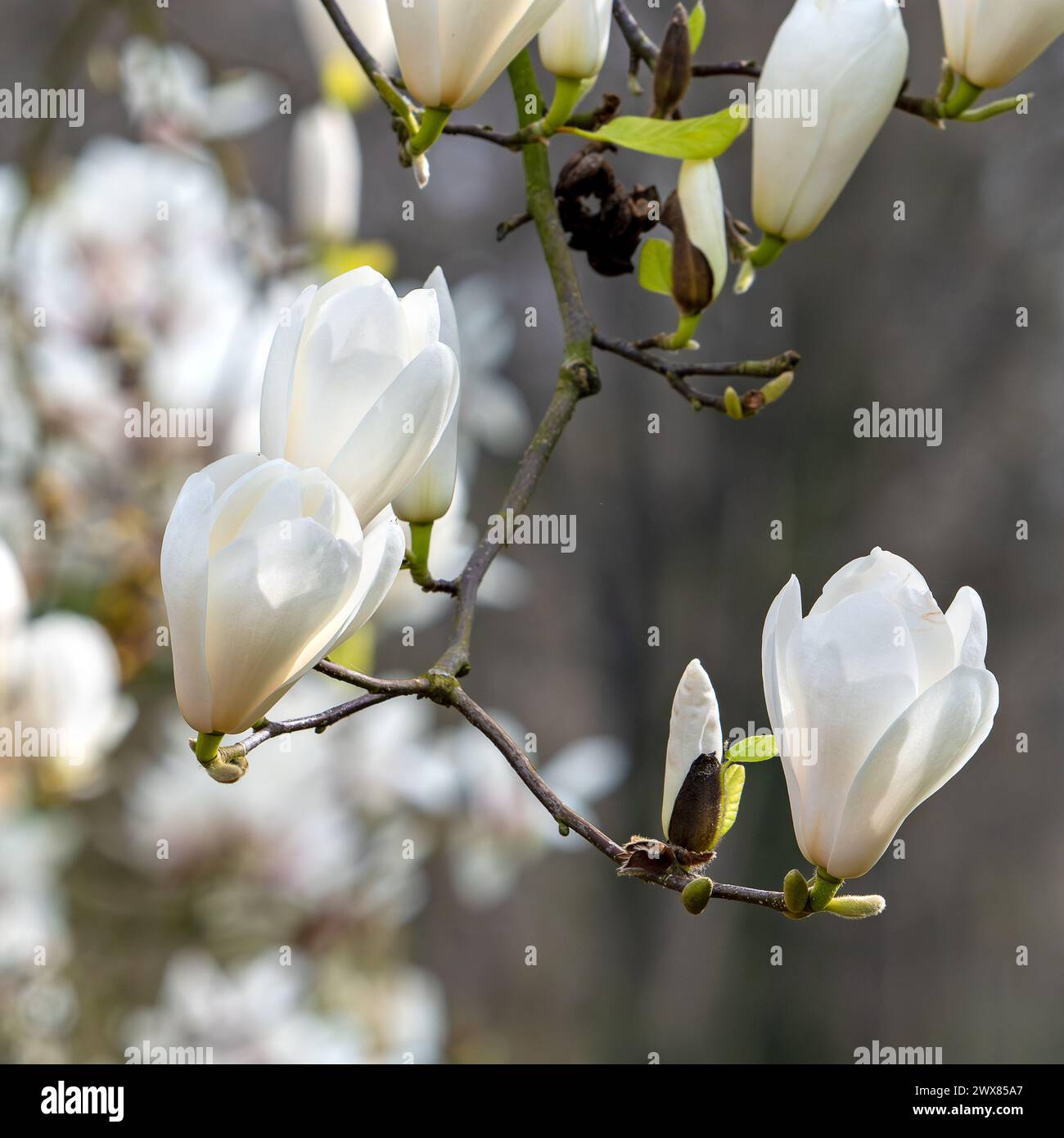 Blühende Magnolie mit Knospen und weißen Blüten im Frühjahr Stockfoto